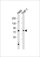 Cytokine IK Antibody - All lanes : Anti-Cytokine IK Antibody at 1:1000 dilution Lane 1: HeLa whole cell lysates Lane 2: THP-1 whole cell lysates Lysates/proteins at 20 ug per lane. Secondary Goat Anti-Rabbit IgG, (H+L),Peroxidase conjugated at 1/10000 dilution Predicted band size : 66 kDa Blocking/Dilution buffer: 5% NFDM/TBST.