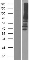 Cytokine IK Protein - Western validation with an anti-DDK antibody * L: Control HEK293 lysate R: Over-expression lysate