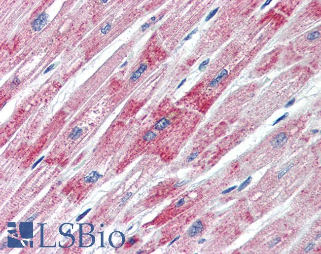 D-Binding Protein / DBP Antibody - Anti-DBP antibody IHC of human heart. Immunohistochemistry of formalin-fixed, paraffin-embedded tissue after heat-induced antigen retrieval. Antibody concentration 5 ug/ml.  This image was taken for the unconjugated form of this product. Other forms have not been tested.
