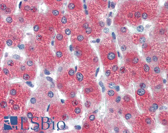 D-Binding Protein / DBP Antibody - Anti-DBP antibody IHC of human liver. Immunohistochemistry of formalin-fixed, paraffin-embedded tissue after heat-induced antigen retrieval. Antibody concentration 5 ug/ml.  This image was taken for the unconjugated form of this product. Other forms have not been tested.