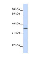 D-Binding Protein / DBP Antibody - DBP antibody Western blot of Fetal Heart lysate. This image was taken for the unconjugated form of this product. Other forms have not been tested.