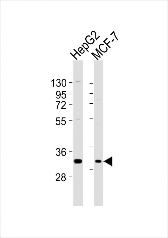 D-Binding Protein / DBP Antibody - All lanes : Anti-DBP Antibody at 1:2000 dilution Lane 1: HepG2 whole cell lysates Lane 2: MCF-7 whole cell lysates Lysates/proteins at 20 ug per lane. Secondary Goat Anti-Rabbit IgG, (H+L), Peroxidase conjugated at 1/10000 dilution Predicted band size : 34 kDa Blocking/Dilution buffer: 5% NFDM/TBST.