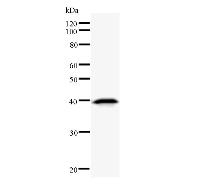 D-Binding Protein / DBP Antibody - Western blot analysis of immunized recombinant protein, using anti-DBP monoclonal antibody.
