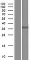 D-Binding Protein / DBP Protein - Western validation with an anti-DDK antibody * L: Control HEK293 lysate R: Over-expression lysate