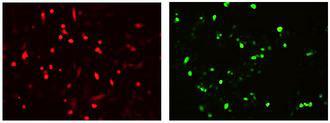D-Tag Antibody - Immunofluorescence staining of DYKDDDDK Tag Antibody [FITC], mAb, Rabbit with DYKDDDDK Tag in CHO-K1 cells. CHO-K1 cells transfected with pcDNA3.1(+) (DYKDDDDK Tag-RFP) (Red) were fixed with 4% Poly-Formaldehyde (5min) and then blocked in 3% BSA 30min. The cells were then incubated with 1/100 DYKDDDDK Tag Antibody [FITC], mAb, Rabbit (Green) at 37? for 1h.