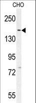 DAAM1 Antibody - DAAM1-T361 Antibody western blot of CHO cell line lysates (35 ug/lane). The DAAM1 antibody detected the DAAM1 protein (arrow).
