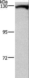 DAAM1 Antibody - Western blot analysis of Human testis tissue, using DAAM1 Polyclonal Antibody at dilution of 1:400.
