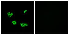 DAB1 Antibody - Peptide - + Immunofluorescence analysis of HepG2 cells, using Dab1 (Ab-220) antibody.