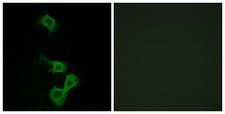 DAB1 Antibody - Peptide - + Immunofluorescence analysis of MCF-7 cells, using Dab1 (Ab-232) antibody.