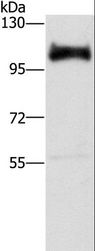 DAB2 Antibody - Western blot analysis of HeLa cell, using DAB2 Polyclonal Antibody at dilution of 1:350.