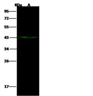 DACH2 Antibody - Anti-DACH2 rabbit polyclonal antibody at 1:500 dilution. Lane A: MCF7 Whole Cell Lysate. Lysates/proteins at 30 ug per lane. Secondary: Goat Anti-Rabbit IgG H&L (Dylight 800) at 1/10000 dilution. Developed using the Odyssey technique. Performed under reducing conditions. Predicted band size: 42 kDa. Observed band size: 43 kDa.
