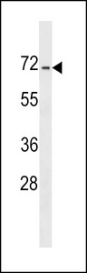 DACT3 Antibody - DACT3 Antibody western blot of NCI-H292 cell line lysates (35 ug/lane). The DACT3 antibody detected the DACT3 protein (arrow).