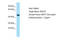 DACT3 Antibody -  This image was taken for the unconjugated form of this product. Other forms have not been tested.