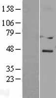 DACT3 Protein - Western validation with an anti-DDK antibody * L: Control HEK293 lysate R: Over-expression lysate