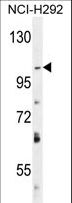 DAGLA Antibody - DAGLA Antibody western blot of NCI-H292 cell line lysates (35 ug/lane). The DAGLA antibody detected the DAGLA protein (arrow).