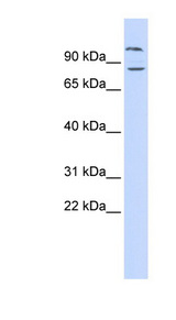 DAGLB Antibody - DAGLB antibody Western blot of 293T cell lysate. This image was taken for the unconjugated form of this product. Other forms have not been tested.