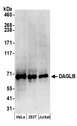 DAGLB Antibody - Detection of human DAGLB by western blot. Samples: Whole cell lysate (50 µg) from HeLa, HEK293T, and Jurkat cells prepared using NETN lysis buffer. Antibodies: Affinity purified rabbit anti-DAGLB antibody used for WB at 0.1 µg/ml. Detection: Chemiluminescence with an exposure time of 3 minutes.