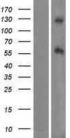 DAGLB Protein - Western validation with an anti-DDK antibody * L: Control HEK293 lysate R: Over-expression lysate