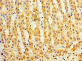 DAND5 Antibody - Immunohistochemistry of paraffin-embedded human adrenal gland using antibody at 1:100 dilution.  This image was taken for the unconjugated form of this product. Other forms have not been tested.