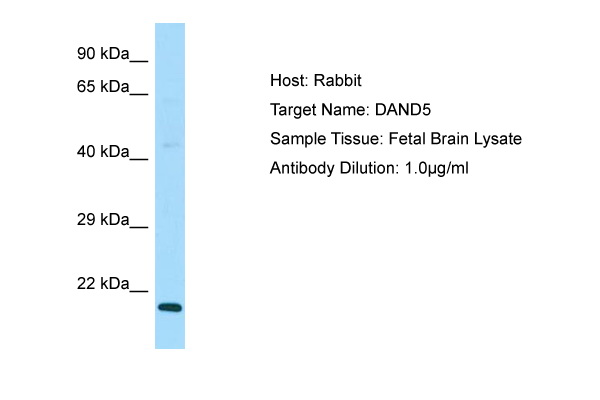 DAND5 Antibody -  This image was taken for the unconjugated form of this product. Other forms have not been tested.