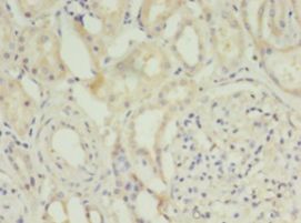 DAO / D Amino Acid Oxidase Antibody - Immunohistochemistry of paraffin-embedded human kidney tissue using antibody at 1:100 dilution.  This image was taken for the unconjugated form of this product. Other forms have not been tested.