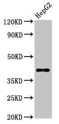 DAO / D Amino Acid Oxidase Antibody - Western Blot Positive WB detected in: HepG2 whole cell lysate All lanes: DAO antibody at 7.4µg/ml Secondary Goat polyclonal to rabbit IgG at 1/50000 dilution Predicted band size: 40 kDa Observed band size: 40 kDa