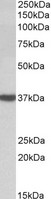 DAO / D Amino Acid Oxidase Antibody - DAO antibody (0.03 ug/ml) staining of Human Cerebellum lysate (35 ug protein in RIPA buffer). Primary incubation was 1 hour. Detected by chemiluminescence.