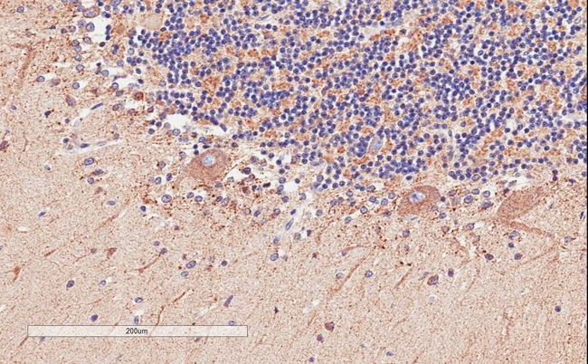 DAO / D Amino Acid Oxidase Antibody - Goat Anti-D-amino-acid oxidase Antibody (2µg/ml) staining of paraffin embedded Human Cerebellum. Microwaved antigen retrieval with citrate buffer pH 6, HRP-staining.