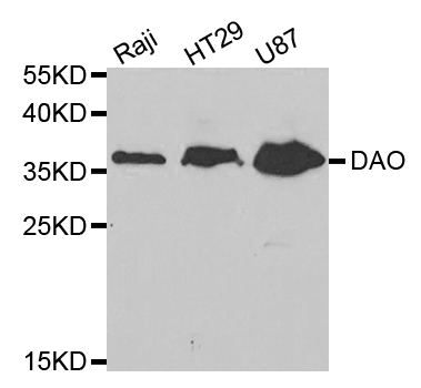 DAO / D Amino Acid Oxidase Antibody - Western blot analysis of extracts of various cell lines.