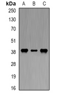 DAO / D Amino Acid Oxidase Antibody - Western blot analysis of DAO expression in Raji (A); HT29 (B) whole cell lysates.