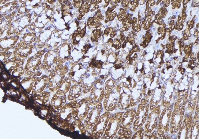 DAO / D Amino Acid Oxidase Antibody - 1:100 staining human gastric tissue by IHC-P. The sample was formaldehyde fixed and a heat mediated antigen retrieval step in citrate buffer was performed. The sample was then blocked and incubated with the antibody for 1.5 hours at 22°C. An HRP conjugated goat anti-rabbit antibody was used as the secondary.
