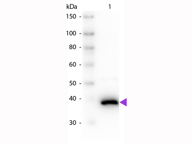 DAO / D Amino Acid Oxidase Antibody - Western Blot of Sheep anti-D-Amino Acid Oxidase Antibody. Lane 1: D-Amino Acid Oxidase. Lane 2: None. Load: 50 ng per lane. Primary antibody: D-Amino Acid Oxidase primary antibody at 1:1,000 overnight at 4°C. Secondary antibody: Peroxidase sheep secondary antibody at 1:40,000 for 30 min at RT. Block: MB-070 for 30 min at RT. Predicted/Observed size: 39 kDa, 39 kDa for D-Amino Acid Oxidase. Other band(s): None.