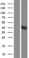 DAO / D Amino Acid Oxidase Protein - Western validation with an anti-DDK antibody * L: Control HEK293 lysate R: Over-expression lysate