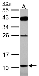DAOA Antibody - Sample (30 ug of whole cell lysate) A: PC-3 12% SDS PAGE G72 antibody diluted at 1:1000