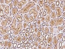 DAOA Antibody - Immunochemical staining of human DAOA in human kidney with rabbit polyclonal antibody at 1:100 dilution, formalin-fixed paraffin embedded sections.