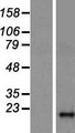 DAOA Protein - Western validation with an anti-DDK antibody * L: Control HEK293 lysate R: Over-expression lysate