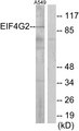 DAP-5 / EIF4G2 Antibody - Western blot analysis of lysates from A549 cells, using EIF4G2 Antibody. The lane on the right is blocked with the synthesized peptide.