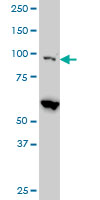DAP-5 / EIF4G2 Antibody - EIF4G2 monoclonal antibody (M01), clone 3B5 Western blot of EIF4G2 expression in HeLa NE.