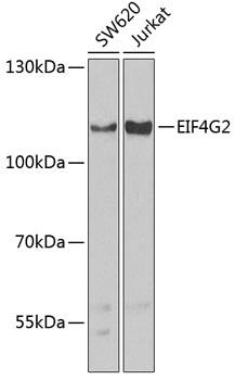 DAP-5 / EIF4G2 Antibody - Western blot analysis of extracts of various cell lines using EIF4G2 Polyclonal Antibody at dilution of 1:1000.