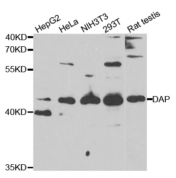 DAP Antibody - Western blot analysis of extracts of various cell lines.