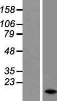 DAP Protein - Western validation with an anti-DDK antibody * L: Control HEK293 lysate R: Over-expression lysate