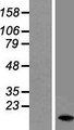 DAP Protein - Western validation with an anti-DDK antibody * L: Control HEK293 lysate R: Over-expression lysate