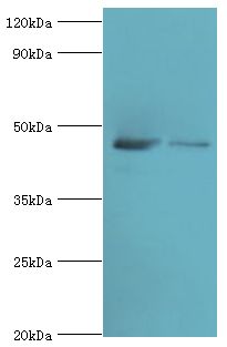 DAP3 Antibody - Western blot. All lanes: 28S ribosomal protein S29, mitochondrial antibody at 10 ug/ml. Lane 1: HeLa whole cell lysate. Lane 2: 293T whole cell lysate. secondary Goat polyclonal to rabbit at 1:10000 dilution. Predicted band size: 46 kDa. Observed band size: 46 kDa.