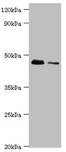 DAP3 Antibody - Western blot All lanes: 28S ribosomal protein S29, mitochondrial antibody at 10µg/ml Lane 1: Hela whole cell lysate Lane 2: 293T whole cell lysate Secondary Goat polyclonal to rabbit IgG at 1/10000 dilution Predicted band size: 46, 42 kDa Observed band size: 46 kDa