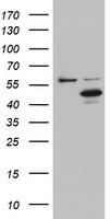 DAP3 Antibody - HEK293T cells were transfected with the pCMV6-ENTRY control (Left lane) or pCMV6-ENTRY DAP3 (Right lane) cDNA for 48 hrs and lysed. Equivalent amounts of cell lysates (5 ug per lane) were separated by SDS-PAGE and immunoblotted with anti-DAP3.