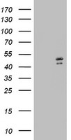 DAP3 Antibody - HEK293T cells were transfected with the pCMV6-ENTRY control (Left lane) or pCMV6-ENTRY DAP3 (Right lane) cDNA for 48 hrs and lysed. Equivalent amounts of cell lysates (5 ug per lane) were separated by SDS-PAGE and immunoblotted with anti-DAP3.