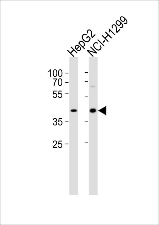 DAP3 Antibody - Western blot of lysates from HepG2, NCI-H1299 cell line (from left to right) with DAP3 Antibody. Antibody was diluted at 1:1000 at each lane. A goat anti-rabbit IgG H&L (HRP) at 1:5000 dilution was used as the secondary antibody. Lysates at 35 ug per lane.