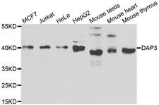 DAP3 Antibody - Western blot analysis of extracts of various cell lines.