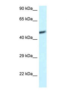 DAP3 Antibody - DAP3 antibody western blot of U937 Cell lysate. Antibody concentration 1 ug/ml.  This image was taken for the unconjugated form of this product. Other forms have not been tested.