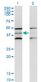 DAP3 Antibody - Western Blot analysis of DAP3 expression in transfected 293T cell line by DAP3 monoclonal antibody (M01), clone 3B7.Lane 1: DAP3 transfected lysate (Predicted MW: 45.6 KDa).Lane 2: Non-transfected lysate.